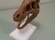 Череп динозавтра - тиранозавра